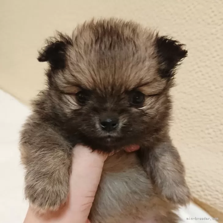 ID:2412-07770の子犬