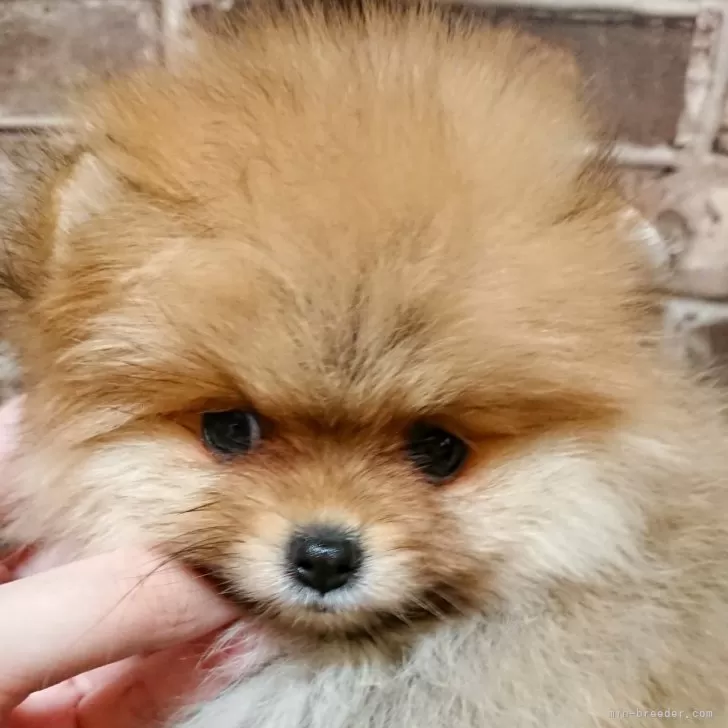ID：2411-04324の子犬