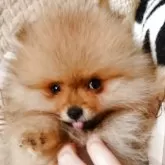 ポメラニアン