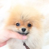 ポメラニアン