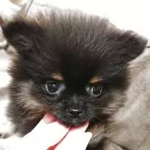 ポメラニアン