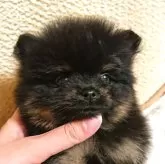 ポメラニアン【愛知県・男の子・2024年10月5日・ブラックタン】の写真1