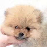 ポメラニアン