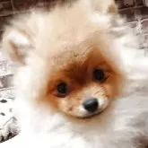ポメラニアン