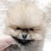 ポメラニアン