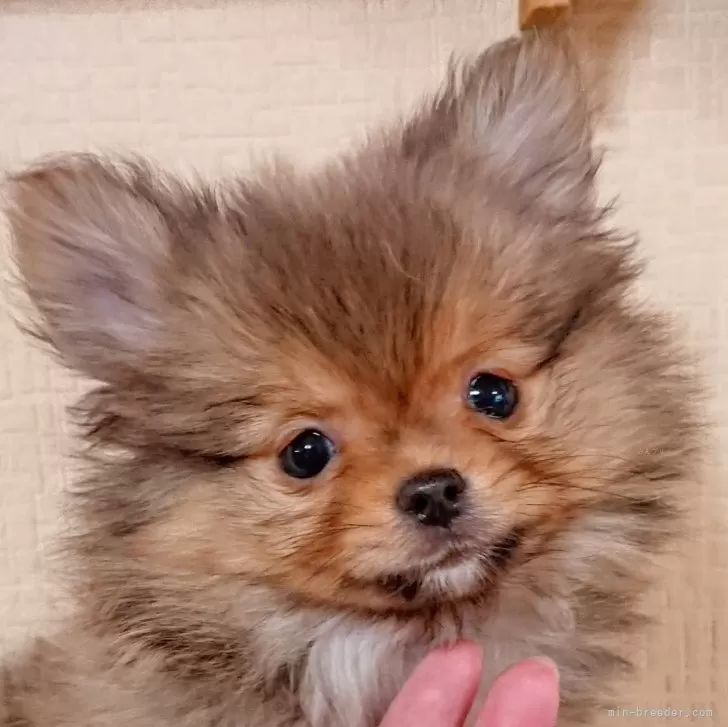 まめ 様のお迎えした子犬
