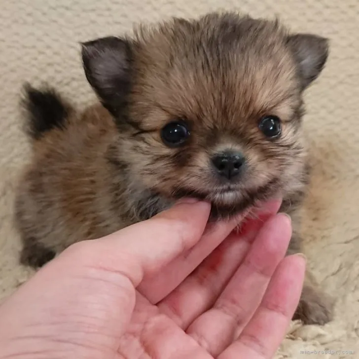 ID:2309-06730の子犬
