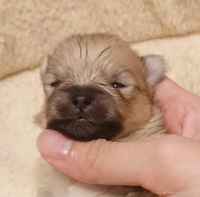 ID:2101-02282の子犬