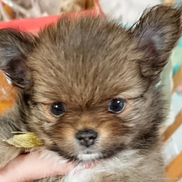 ID：2209-00065の子犬