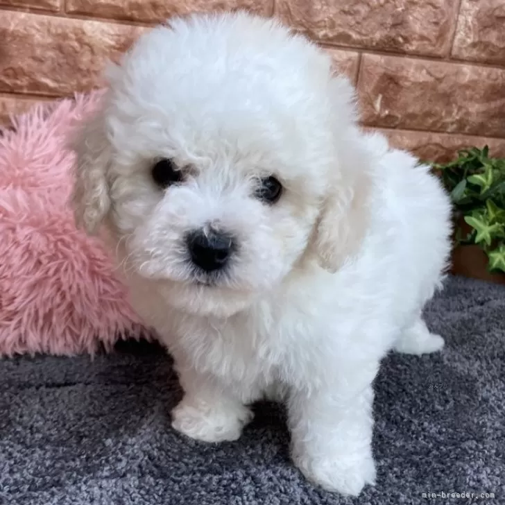 ID:2411-02537の子犬