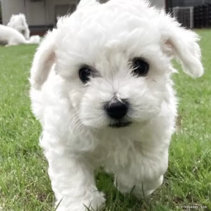 ID：2508-08500の子犬