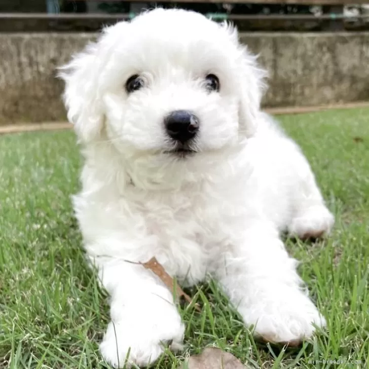 S.T 様のお迎えした子犬