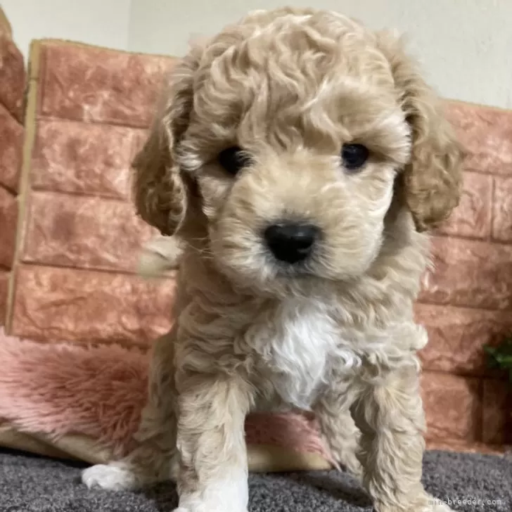 ID：2410-08018の子犬