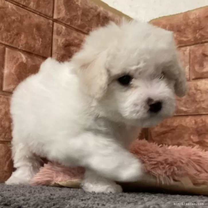 ID:2501-06277の子犬