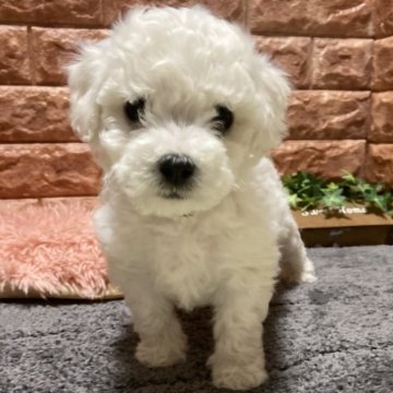 ビションフリーゼ【山梨県・男の子・2024年12月10日・白】の写真「良血統ショータイプ」