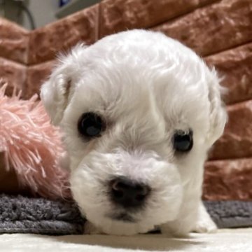 ビションフリーゼ【山梨県・男の子・2025年7月31日・白】の写真「1番小さい男の子。可愛いです」