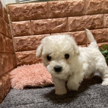 ビションフリーゼ【山梨県・男の子・2024年12月25日・白】の写真「兄妹の中で一番小さい男の子」
