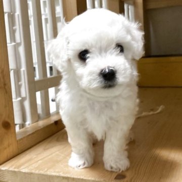 ビションフリーゼ【山梨県・男の子・2025年7月31日・白】の写真「毛吹き毛量色素良く可愛い子です」