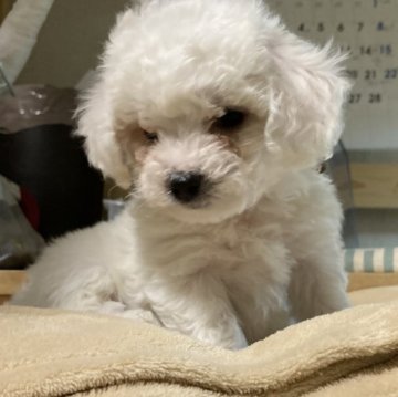 ビションフリーゼ【山梨県・男の子・2024年12月25日・白】の写真「健康で可愛いビションです」