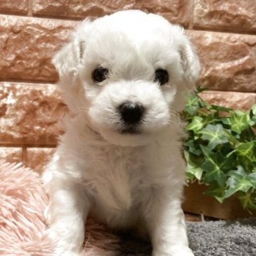 ビションフリーゼ【山梨県・男の子・2025年7月31日・白】の写真「1番小さい男の子。可愛いです」