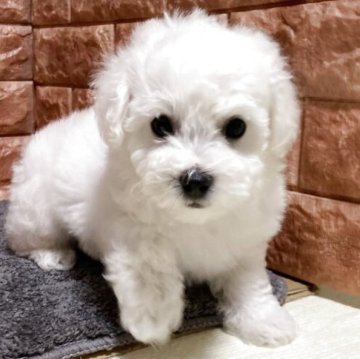 ビションフリーゼ【山梨県・男の子・2025年7月31日・白】の写真「今回特別価格両親共にチャンピオンの血統」