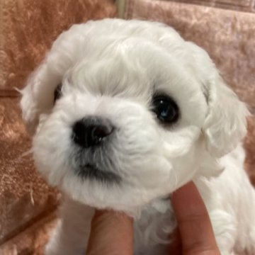 ビションフリーゼ【山梨県・女の子・2024年12月10日・白】の写真「良血統ショータイプ小ぶり」