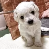 ビションフリーゼ