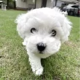 ビションフリーゼ
