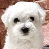ビションフリーゼ