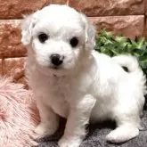 ビションフリーゼ