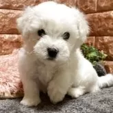 ビションフリーゼ