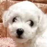 ビションフリーゼ
