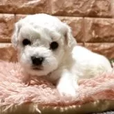 ビションフリーゼ