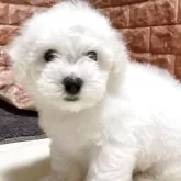 ビションフリーゼ
