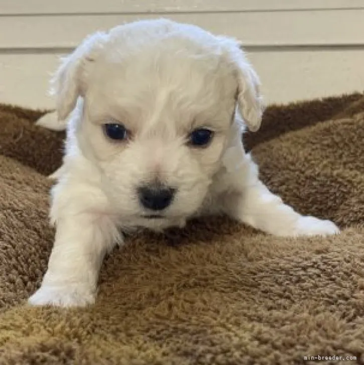 ID：2303-00858の子犬