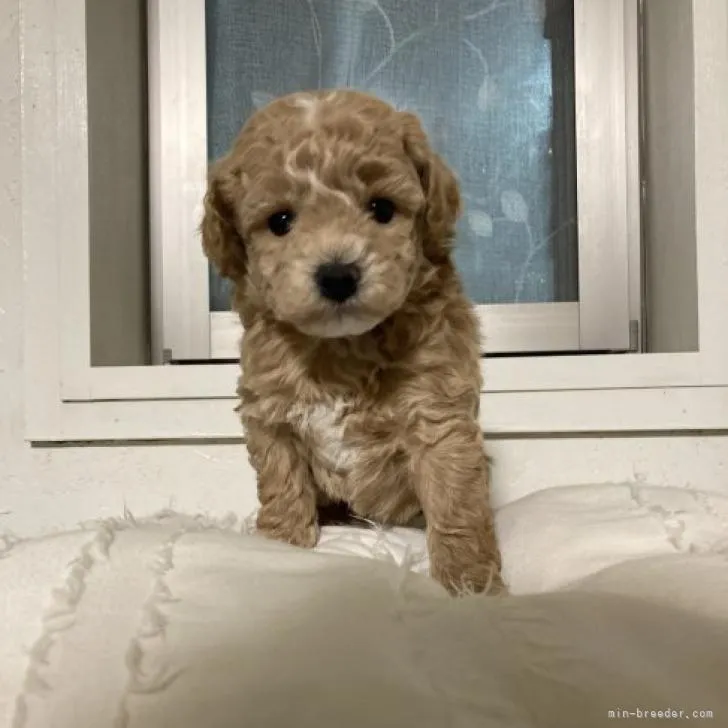 ID:2212-00899の子犬