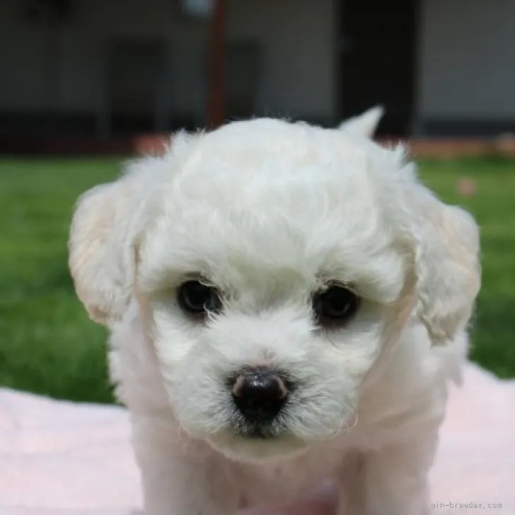 ID：2206-03157の子犬