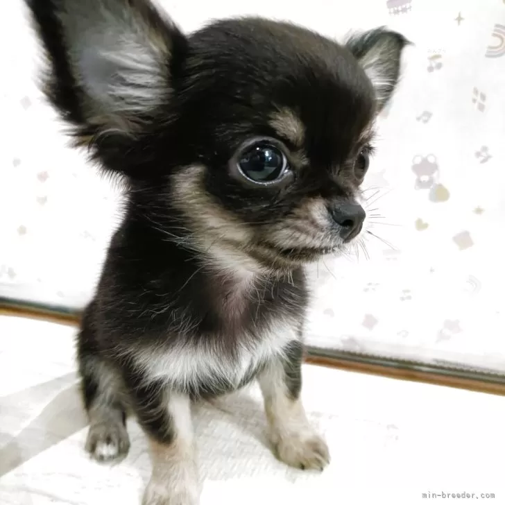 くー 様のお迎えした子犬