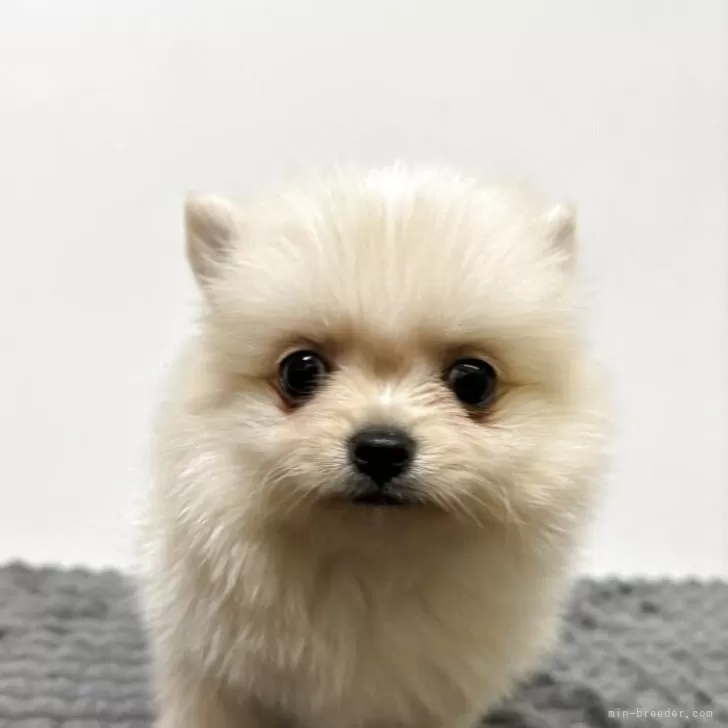 ID：2507-00885の子犬