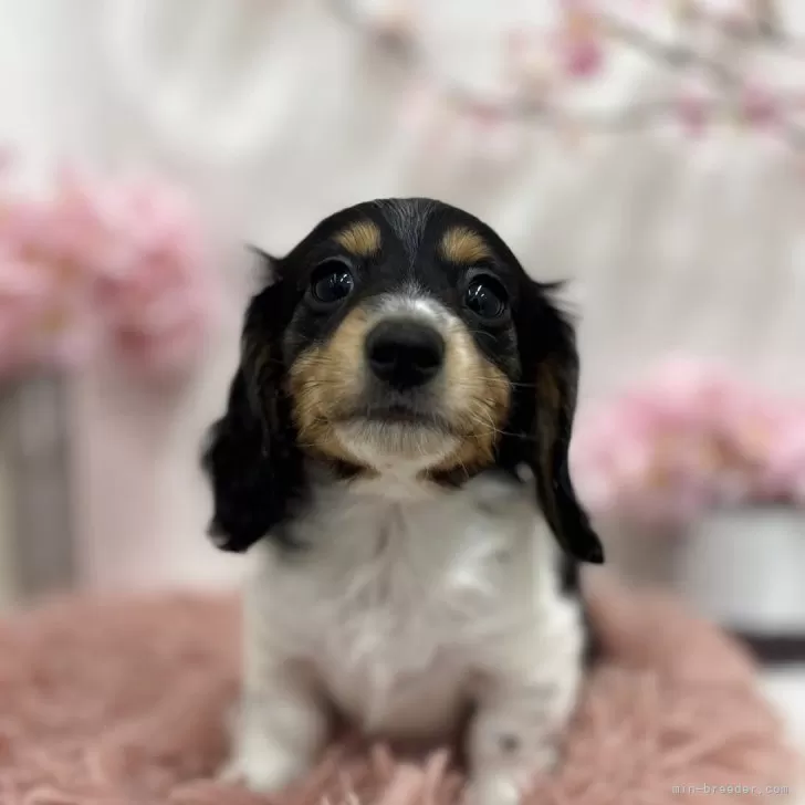 ID:2504-04153の子犬