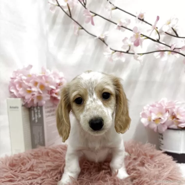 ID：2504-04210の子犬