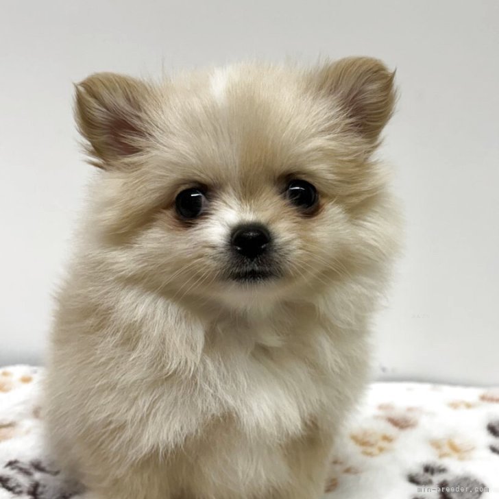 オーダー受付　チワワ　ポメラニアン　ご予約ページ　5/13 child_img_1_c7fb69ea3843.jpg