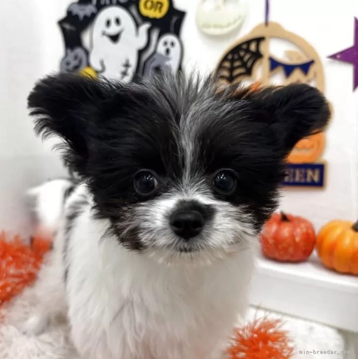 ミックス(ビションフリーゼ×ポメラニアン)【北海道・女の子・2025年7月9日・ホワイト&amp;ブラック】の写真1「体重約1.3kg立ち耳です✨」