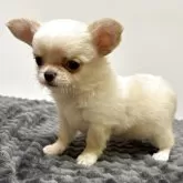 チワワ(ロング)