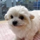 チワプー(チワワ×トイプードル)【北海道・女の子・2025年9月20日・クリーム】の写真5