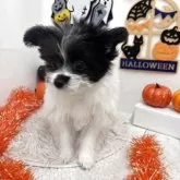 ミックス(ビションフリーゼ×ポメラニアン)【北海道・女の子・2025年7月9日・ホワイト&ブラック】の写真2