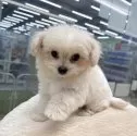 チワプー(チワワ×トイプードル)【北海道・女の子・2025年9月20日・クリーム】の写真7