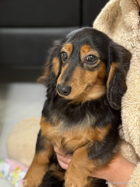 カニンヘンダックスフンド(ロング)【・女の子・2024年4月24日・ブラックタン】