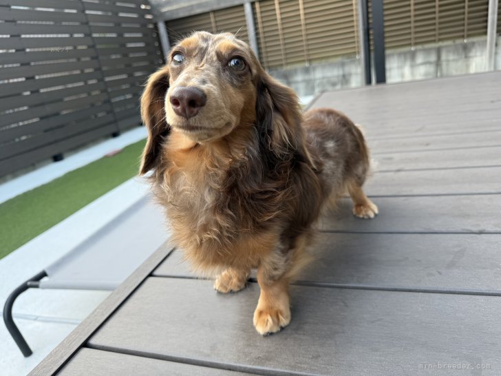 カニンヘンダックスフンド(ロング)【・男の子・2023年12月4日・チョコダップル】