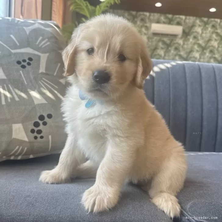 ID：2509-05047の子犬